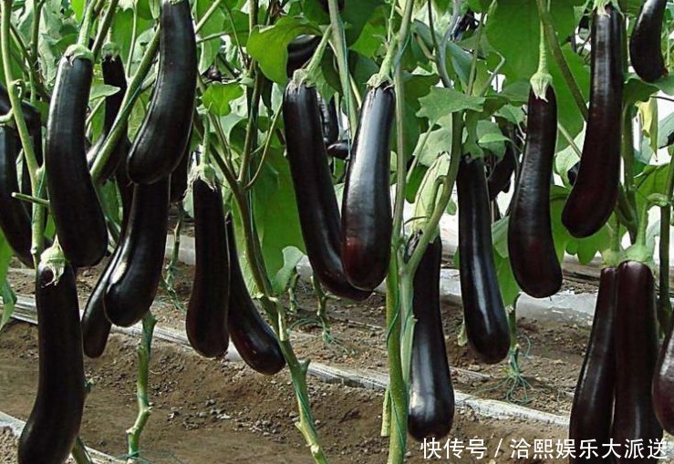 甘蓝|女人怀孕后,尽量少吃以下3种蔬菜,对自己和胎宝都有影响