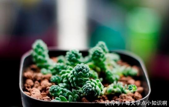 去年12月入手的姬星美人,养了2个月,就徒成这样,该怎么办!