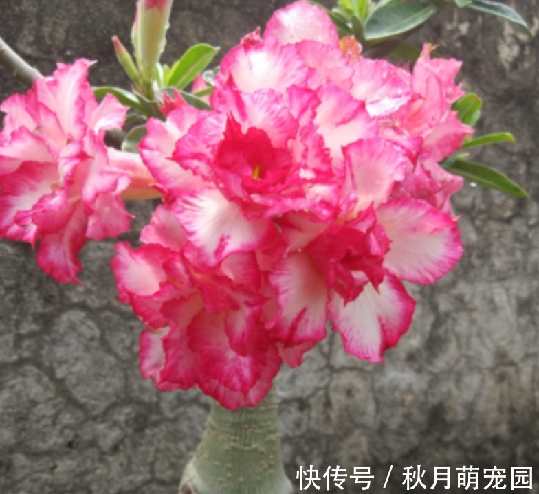 细数木炭养花,至少有4大好处,养啥旺啥