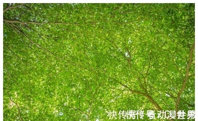 良缘|一周内,桃花繁盛,爱意涌动,喜遇良缘,命中注定,旧爱回头