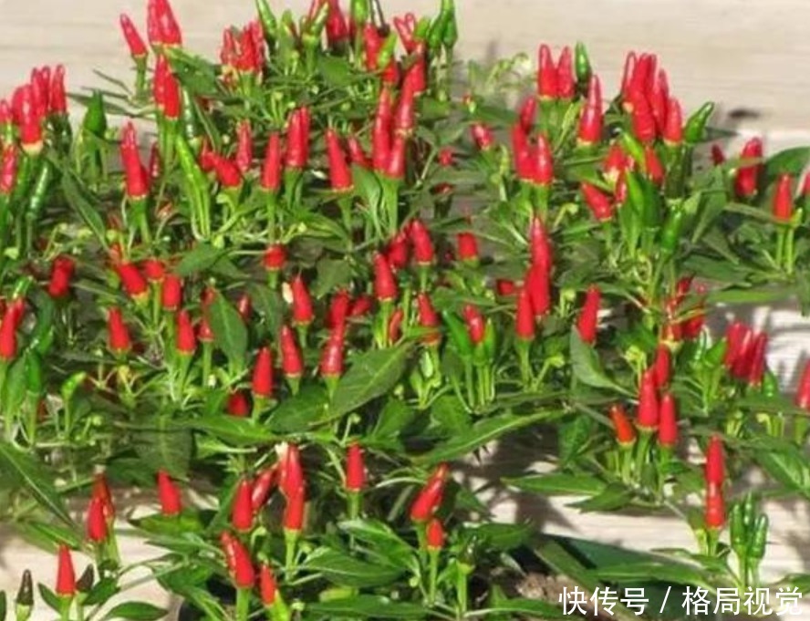 种菜|“4种菜”养阳台,好养又实用,一盆能吃多年,不用出门买!