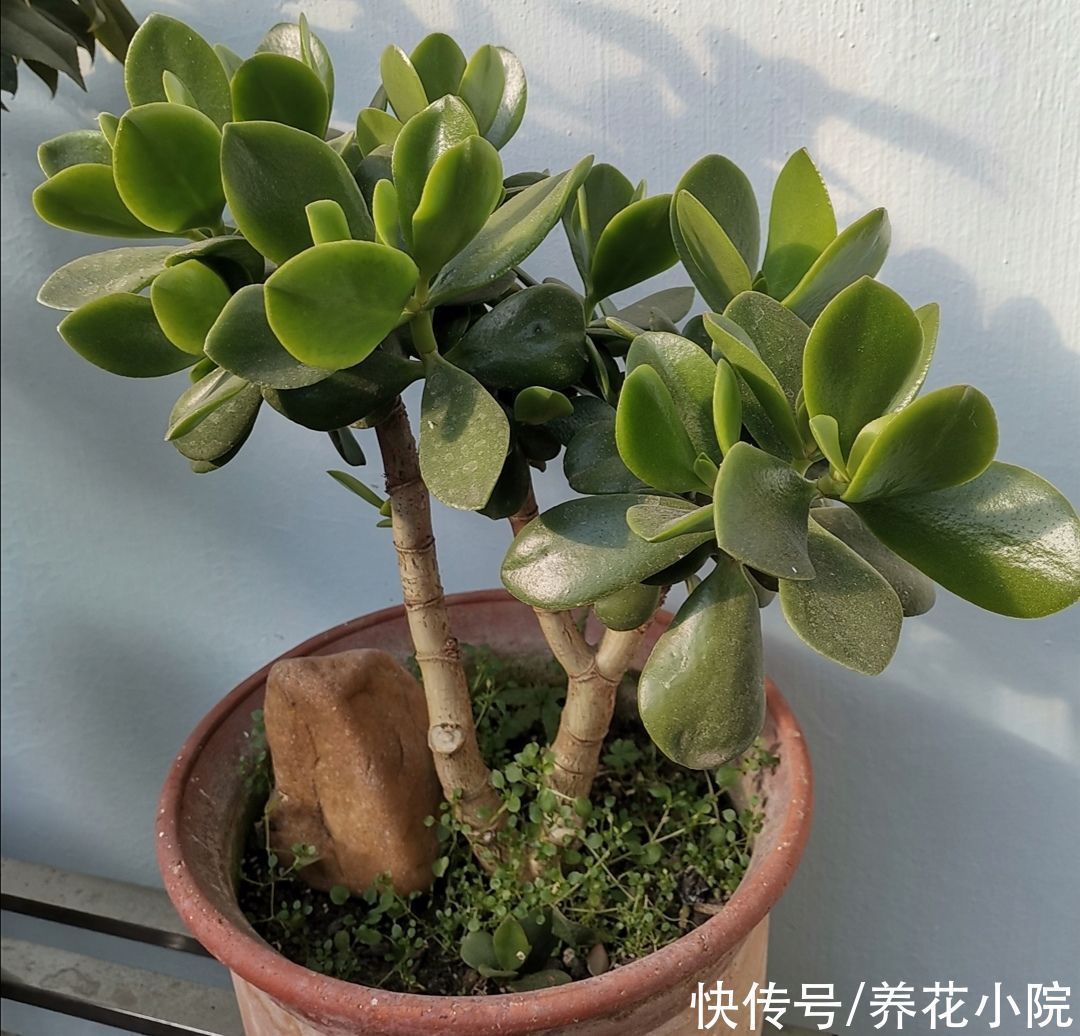 修剪|2种植物长得快,三五年养成老桩,越养越值钱