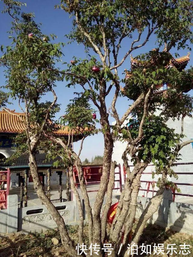 这些植物“老寿星”，个个能活100岁，泼辣无比，比人还长寿