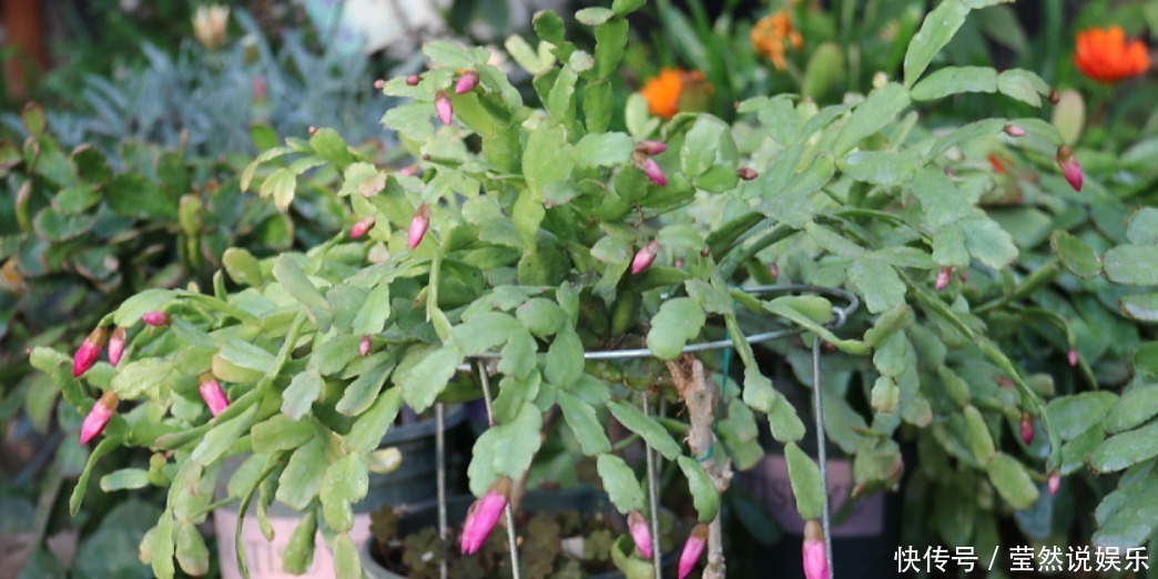 养蟹爪兰摆放“有讲究”,放到3个位置,花量小,容易落花!