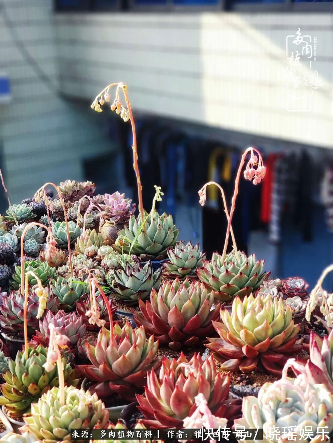 万圣节|养多肉六年,从痴迷到佛系,世事漫随流水,唯有喜爱永恒!