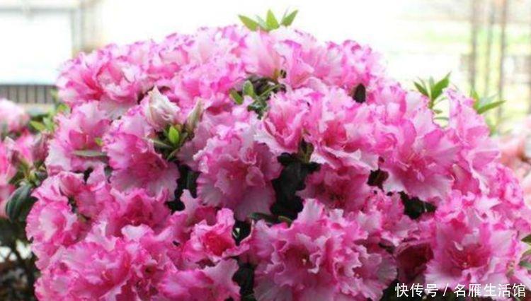 阳台|家里养这几款植物，花姿妖娆，花开香飘溢满屋，阳台变温馨花园