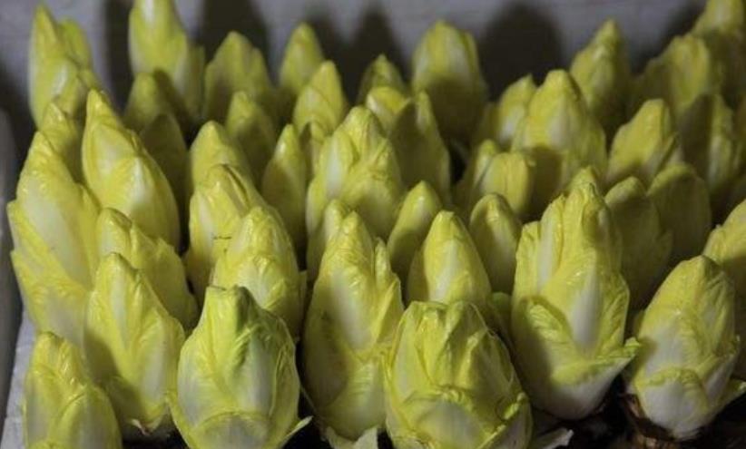 养花|不养花还可以种菜，栽1盆菊苣，既能观赏又能食用，好处多多