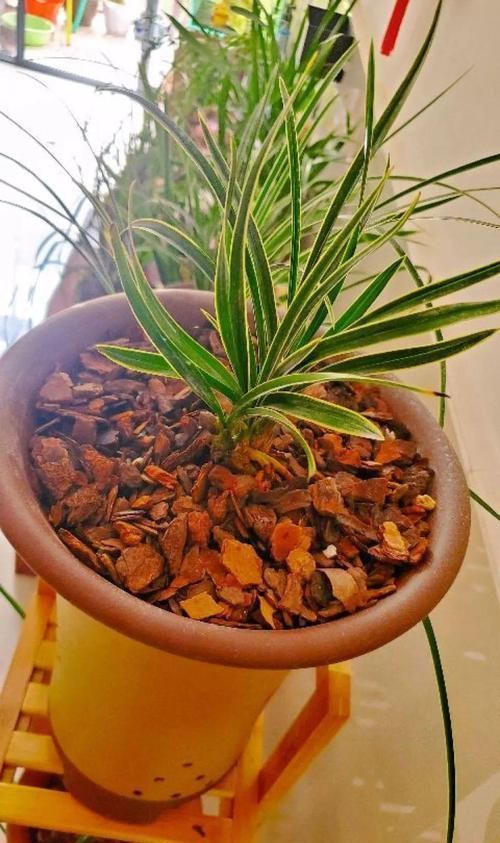 4种不同风格的花,谁见了都爱养,各有各的气质