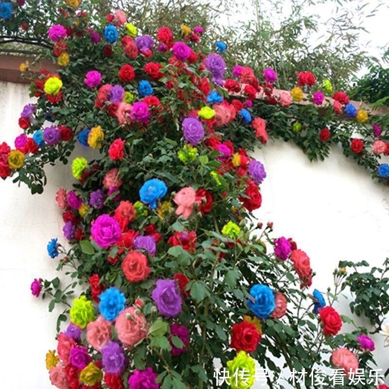 如果你的院子够大，趁早种上这爬藤花苗，来年庭院开成一片花海