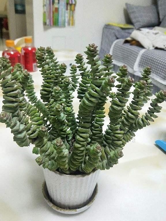 4种“徒神”多肉,太容易徒长,心累