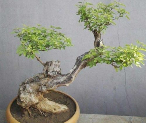 黄荆做盆景,掌握好几个细节,成活率高,观赏性强