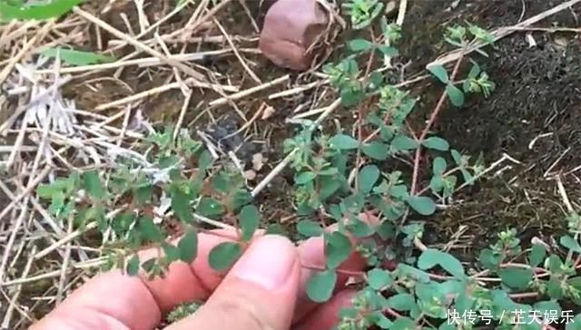 农村有1“血见愁”，最爱住墙角，遇上可别小瞧，是珍贵中草药