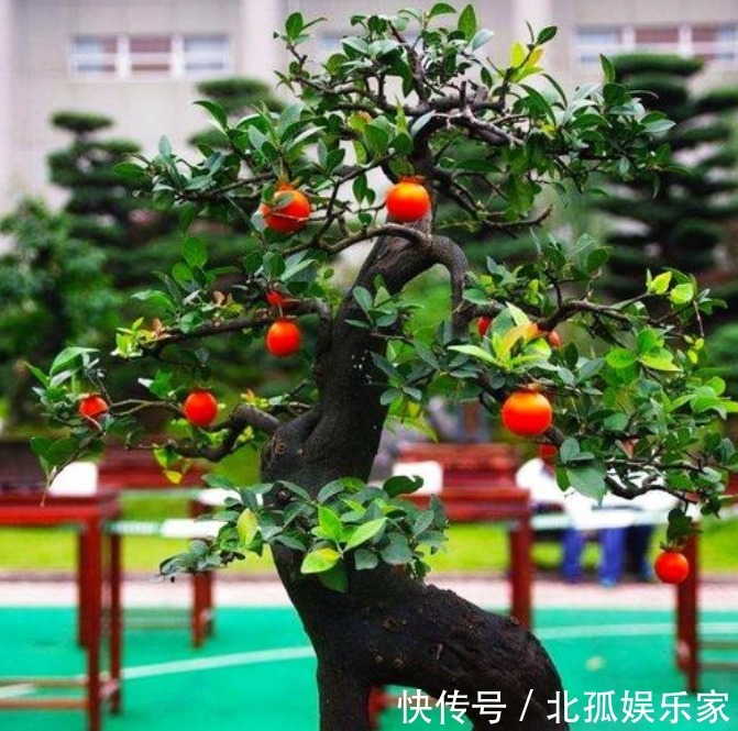 “3种花”旺家、旺财好兆头,寓意好又漂亮,家中必备!