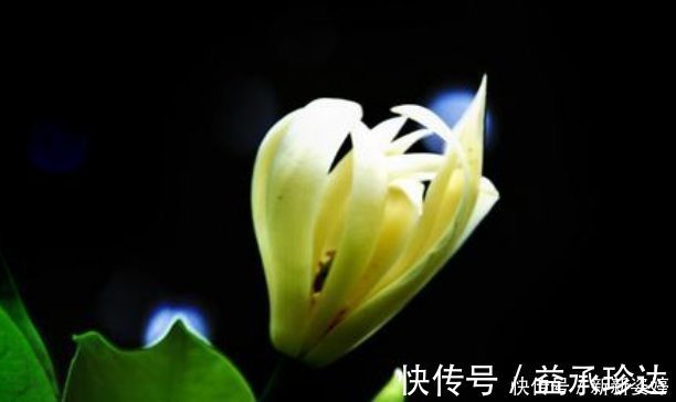 此花沾土就能活,花开又多又美,香气更胜兰花,寓意坚贞不渝的爱