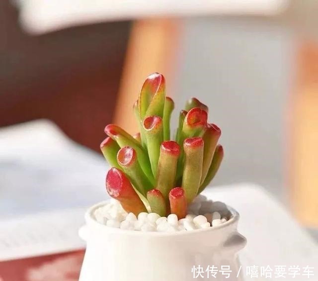 适合过年购买的8种招财植物,好看又吉祥!