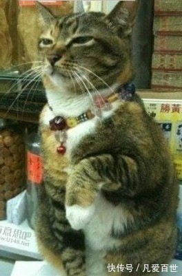 |搞笑动图:我就含在嘴里不吃,逗你玩!