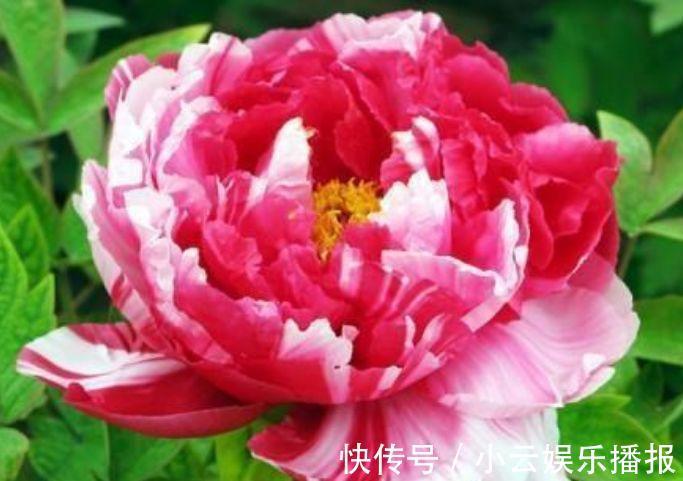 养花就养4种花,家里养一盆,开花漂亮花期长,谁养谁爱