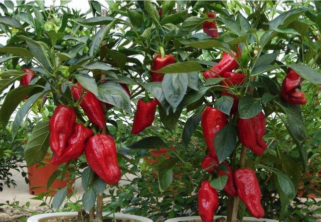 阳台种辣椒,1个油桶用处大!装满肥土,家里辣椒吃到秋天!