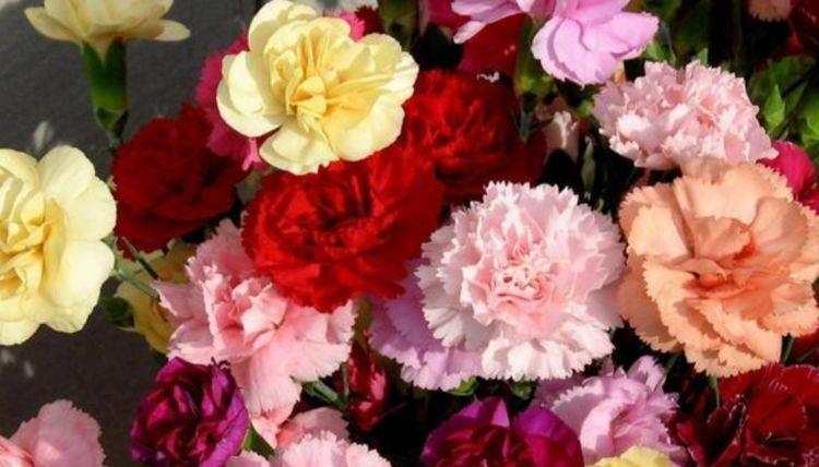 冬天入手4种花,越晒开花越多,四季开花不断,美极了