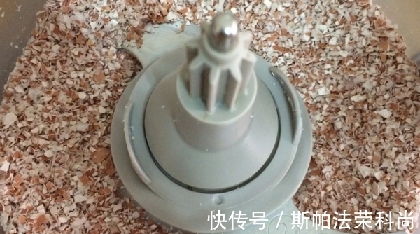 生鸡蛋、蛋壳养花方法不一样,别弄错了