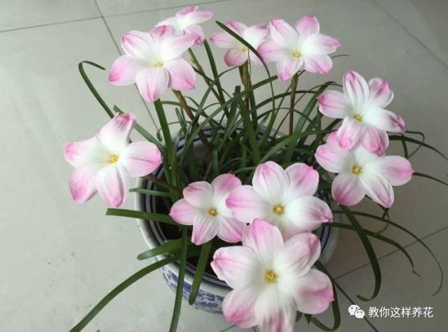 这种球乱养都能活,丢盆里1个月开花,开花太惊艳