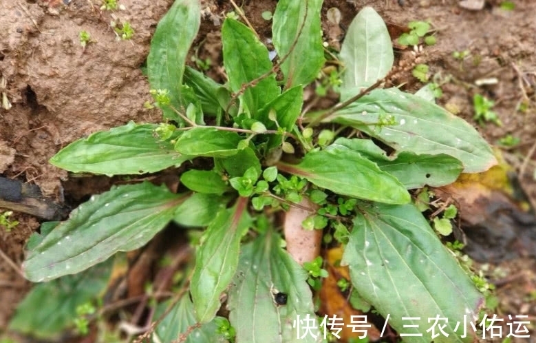 野菜|农村荒野这种比婆婆丁甜的野草，城里人大多不认识，有谁知道名字