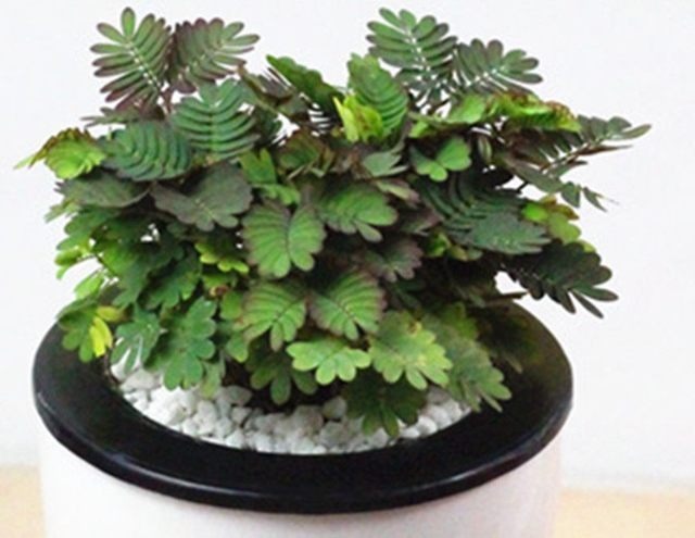 养花20年花卉重来不长虫子!竟然是用了这种办法!花卉疯长!