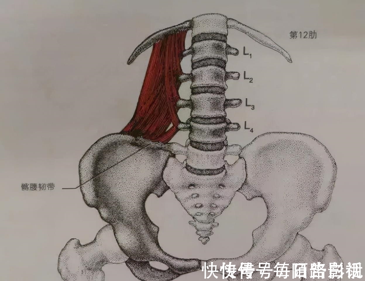 盆底肌|练瑜伽，如何加强盆底肌？这几个动作要常练！