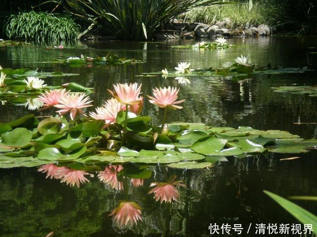 睡莲叶子老是烂,水里长虫,怎么促进开花?这些问题都统一回答了