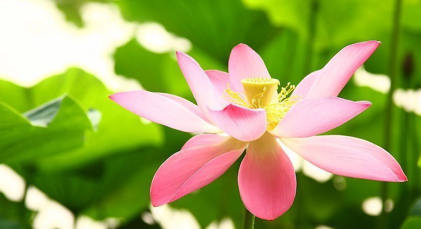 生肖|财神爷都喜欢的三个生肖，一辈子大富大贵多财多福，晚年生活安逸