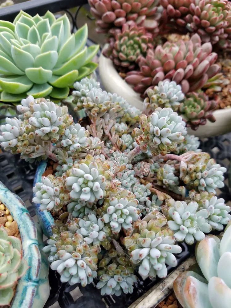 养肉三年，分享养肉经验，谈谈适合逆开挂区的多肉！