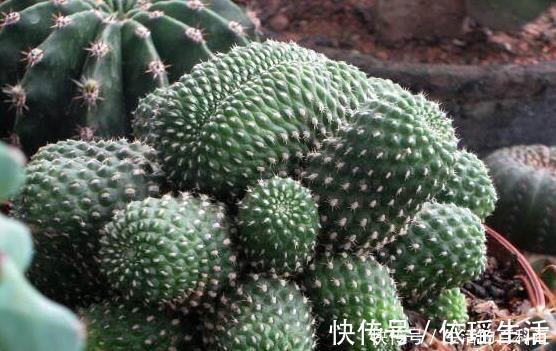 这四种绿植,十天半个月可以不浇水,爆芽、疯长到盆都装不下!