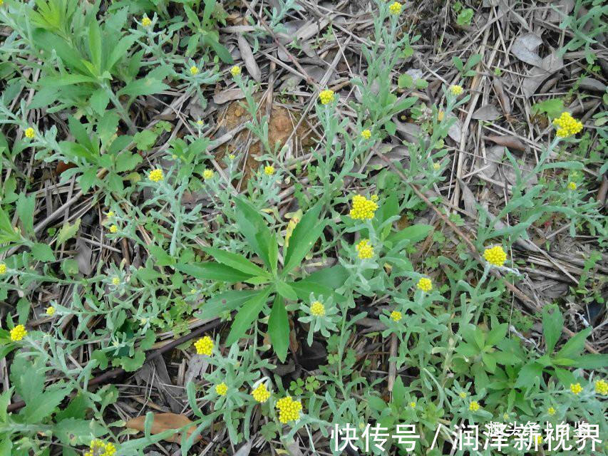 村里人|农村这种野草,名字听着怪吓人但用处挺多,当你遇见了请多珍惜