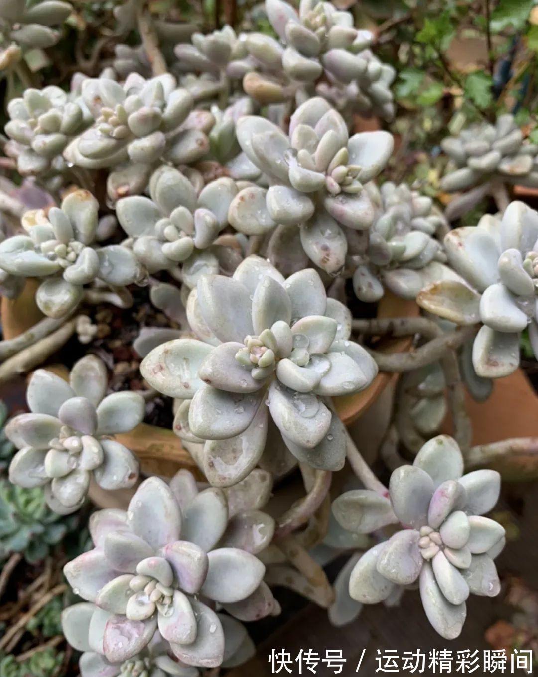 十几年的多肉“妖精”,自然老桩头,造型太美