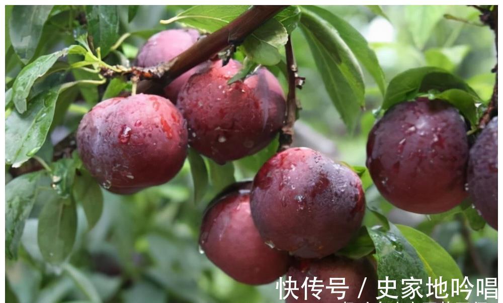 苏医师|女性中年养生，记得吃的好食物，补益气血，抗衰老，身体不显老