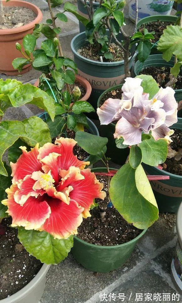 人养花,花亦养人!3种漂亮的花,建议养一些,能吃能看还能养人