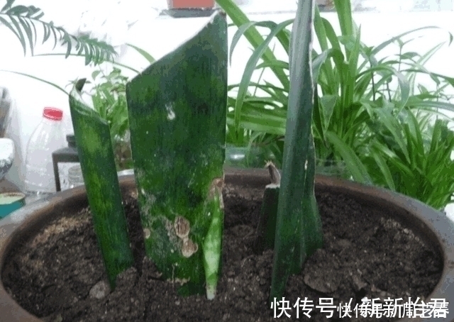 5种“不死花”, 一片叶子就能繁殖一整盆, 不用再买盆栽了!