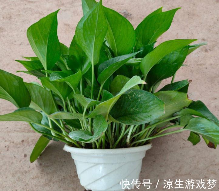 这3样绿植净化空气的效果不输专业仪器,难怪城里人家家都养