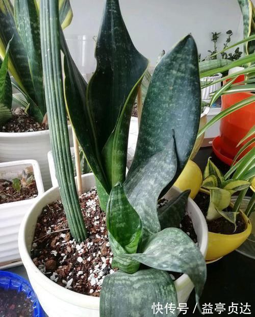 十种防辐射的绿植,装点家居好帮手,还能净化空气防辐射