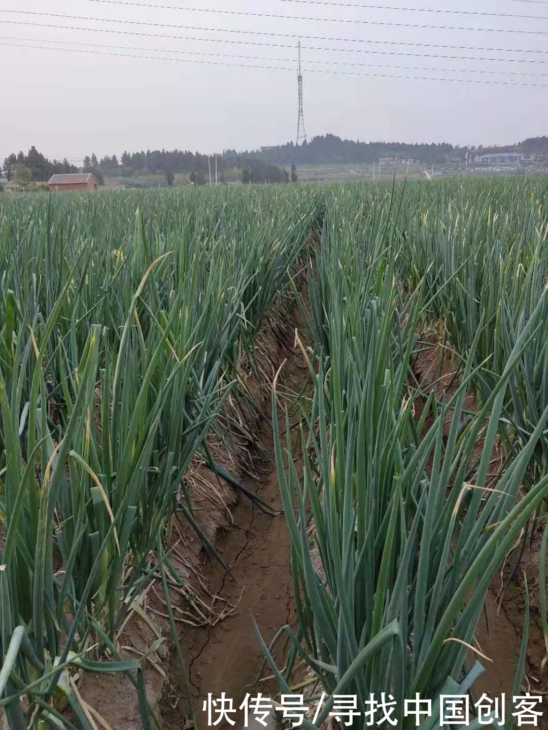 最长|种出世界最长大葱的章丘王金村 葱价产量双丰收