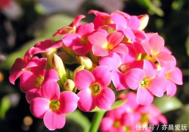 迎刃而解|长寿花不长花苞,那就用这招,问题迎刃而解