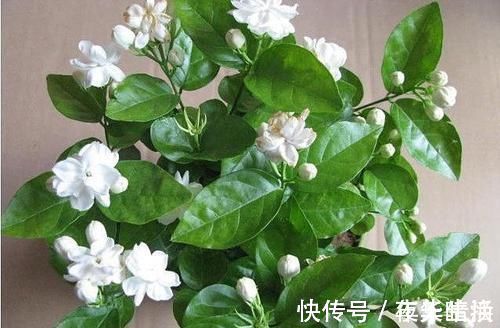 酸碱度|茉莉花有“3怕”,不知情的话,就会黄叶和落花,您别忽视