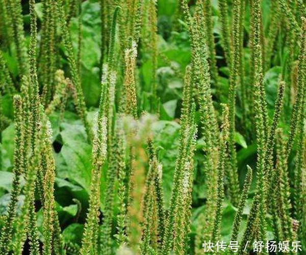 車前草能抗癌別再被忽悠了,真實(shí)功效有3個,卻少有人知