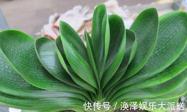 根系|夏天给君子兰浇水有讲究，掌握几个技巧，不烂根，叶片绿