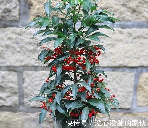 富贵籽的养护方法都在这里,不会的赶紧了