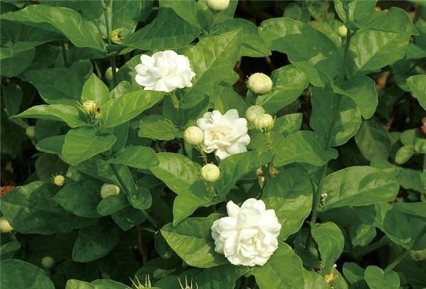 长春花|养花试试这几款,可以用叶片来扦插,甚至枝条泡水里就能长根