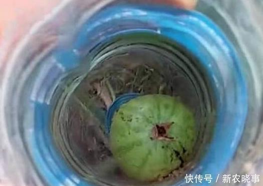 美食|老婆把西瓜上套塑料瓶，我还骂她傻，直到成熟后我俩都傻眼了