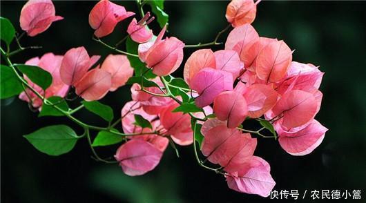  终于|终于知道三角梅为什么不开花了！你遇到过吗