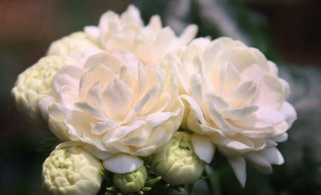 富贵竹|这3种花最爱“吃醋”，1月1斤醋，叶片翠绿“长疯了”