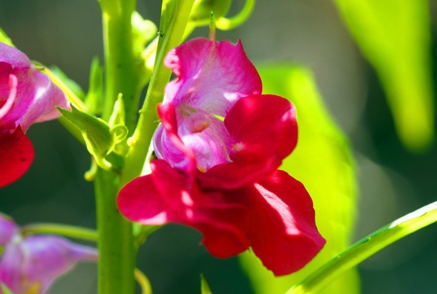 彩凤|此花如鹤顶、似彩凤,妩媚悦人,生命力极其顽强,寓意着怀念过去